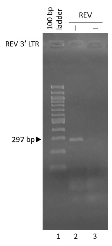 PCR-REV-3-LTR-480px