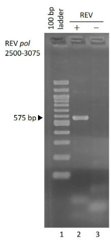 PCR-REV-pol-2500-3075-480px