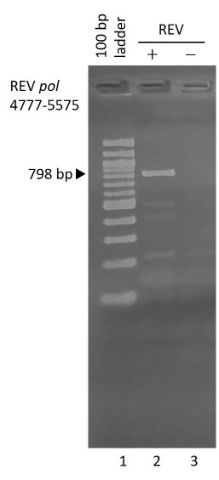 PCR-REV-pol-4777-5575-480px