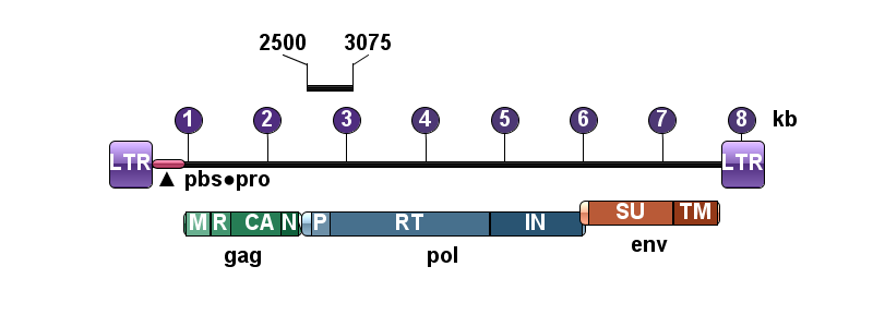 REV PCR 2500-3075 Pro-RT