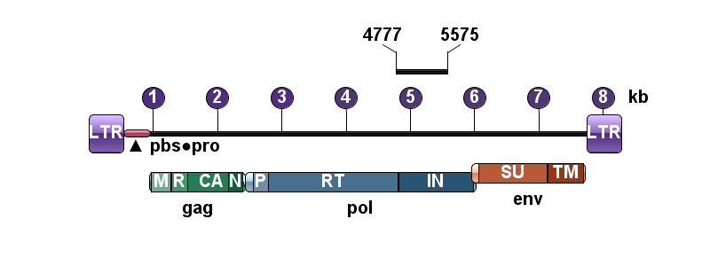 REV PCR 4777-5575 RT-Int