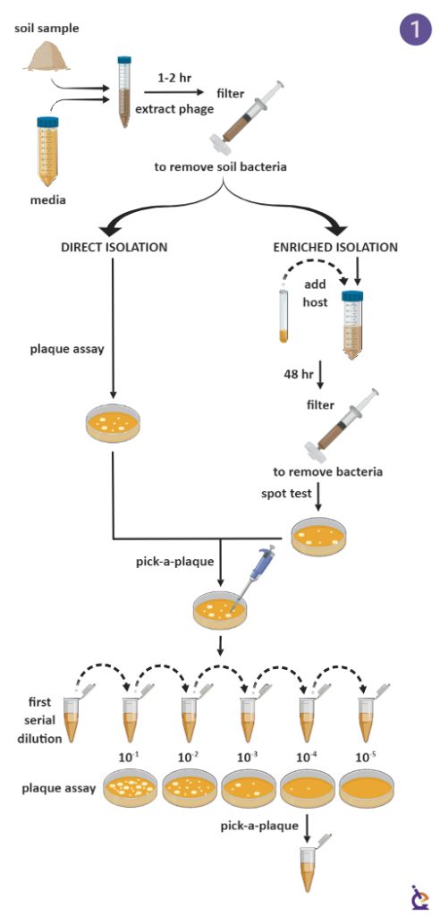 Virus Isolation Course For Phages Dr Dustin Edwards 