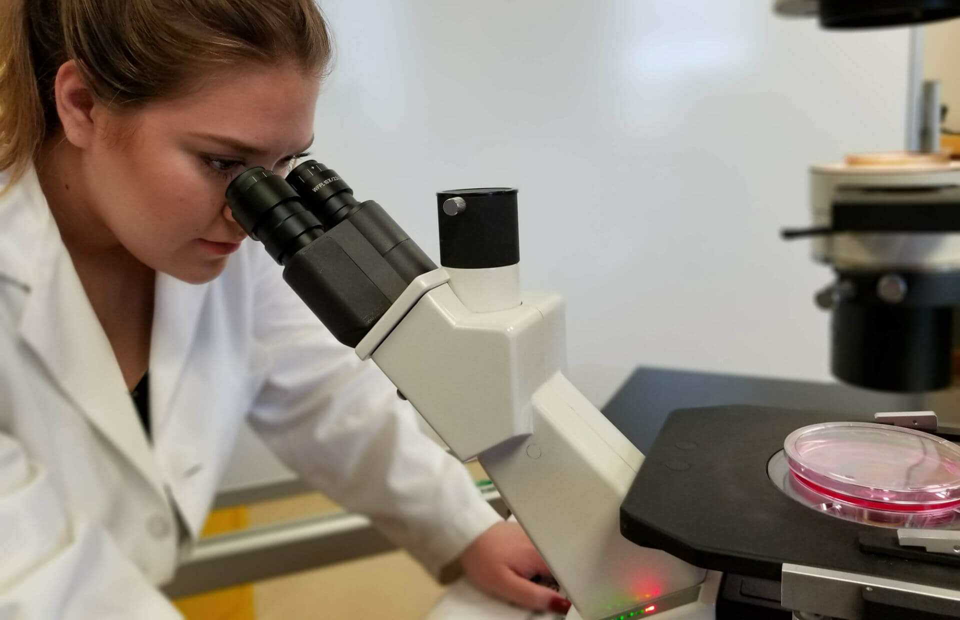 Dustin Edwards Lab: undergraduate Faith Cox examines cells under a bifocal microscope.