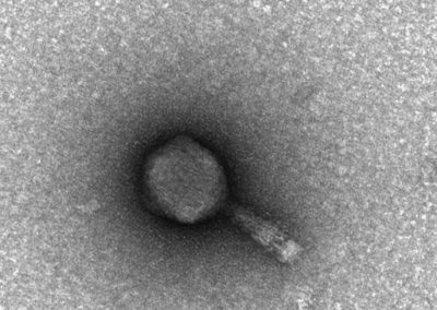 Found in the Phage Discovery Program, Bacteriophage GodoBird is a podovirus islolated from Mycobacterium smegmatis.