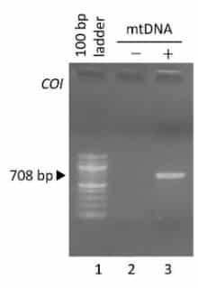 PCR-REV-pol-2500-3075-480px