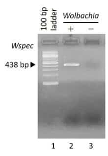 PCR-pan-avian-GAPDH-480px