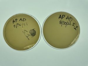 AA,AD sample one plaque assay, negative