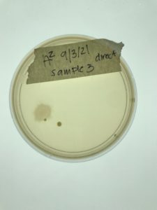 A2 contaminated plate